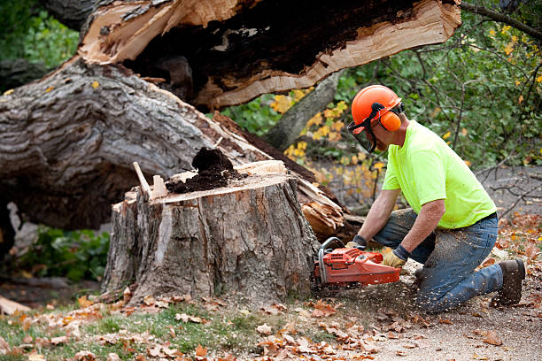 Tree Branch Trimming in Reed City, MI